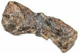 Fossil Sauropod (Camarasaurus) Metacarpal (Hand) Bone - Wyoming #325125-2